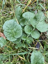 Attēlu rezultāti vaicājumam “Barbarea vulgaris subsp. arcuata”