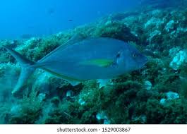 Image result for Pseudocaranx dentex