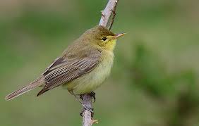 Image result for Hippolais olivetorum