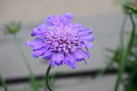 Image result for Scabiosa col.`Butterfly Blue`