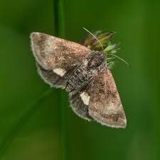 Attēlu rezultāti vaicājumam “Panemeria tenebrata”