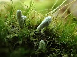 Attēlu rezultāti vaicājumam “Cordyceps farinosa”