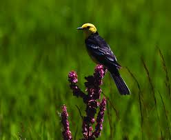Attēlu rezultāti vaicājumam “Motacilla citreola male”