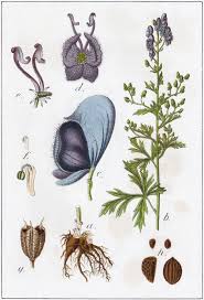 Image result for Aconitum napellus