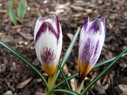 Attēlu rezultāti vaicājumam “Crocus vernus subsp. vernus flower”