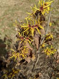 Attēlu rezultāti vaicājumam “Hamamelis mollis”