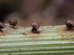 Attēlu rezultāti vaicājumam “Neocudoniella albiceps”