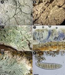 Attēlu rezultāti vaicājumam “Phlyctis agelaea”