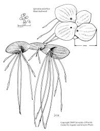 Attēlu rezultāti vaicājumam “Spirodela polyrhiza”
