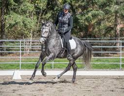 Image result for Woodhill Riding Club