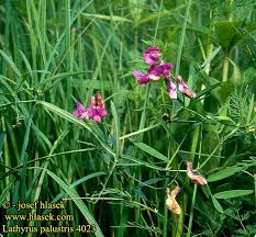Attēlu rezultāti vaicājumam “Lathyrus palustris flower”