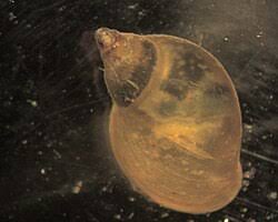 Attēlu rezultāti vaicājumam “Lymnaeidae”