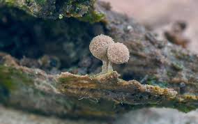 Attēlu rezultāti vaicājumam “Arcyria globosa macro”