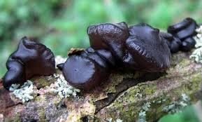 Attēlu rezultāti vaicājumam “Exidia truncata”