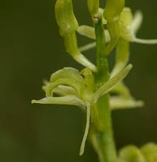 Attēlu rezultāti vaicājumam “Liparis loeselii flower”