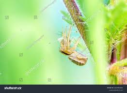 Attēlu rezultāti vaicājumam “Xysticus ulmi”