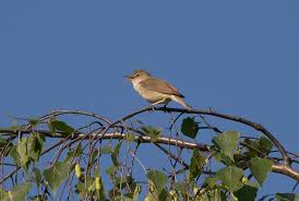 Attēlu rezultāti vaicājumam “Acrocephalus dumetorum”