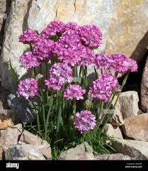 Attēlu rezultāti vaicājumam “Dianthus arenarius bud”