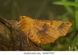 Attēlu rezultāti vaicājumam “Ennomos autumnaria”