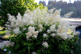 Image result for Aruncus dioicus