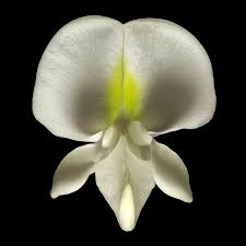 Attēlu rezultāti vaicājumam “Robinia pseudoacacia flower”