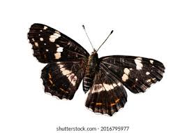 Attēlu rezultāti vaicājumam “Araschnia levana upperside”