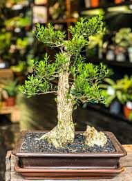 Image result for parthenocissus bonsai