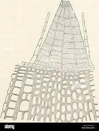 Attēlu rezultāti vaicājumam “Orthotrichum affine var. affine”