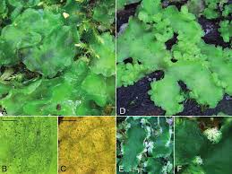 Attēlu rezultāti vaicājumam “Harpanthus flotovianus cells”