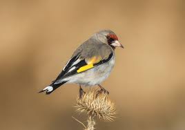 Attēlu rezultāti vaicājumam “Carduelis carduelis”