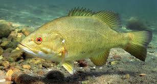 Image result for Micropterus