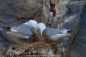 Attēlu rezultāti vaicājumam “Rissa tridactyla nest”