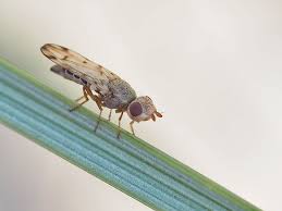 Attēlu rezultāti vaicājumam “Tetanops myopina”