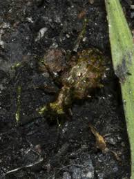 Attēlu rezultāti vaicājumam “Elaphrus cupreus”