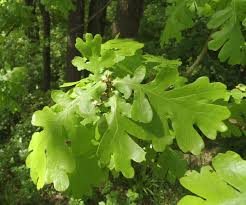 Attēlu rezultāti vaicājumam “Euura pedunculi”