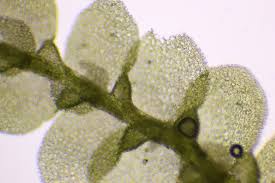 Attēlu rezultāti vaicājumam “Lejeunea cavifolia”