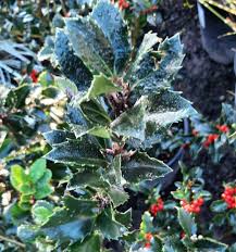 Attēlu rezultāti vaicājumam “Ilex x meserveae”