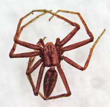 Attēlu rezultāti vaicājumam “Tibellus oblongus”