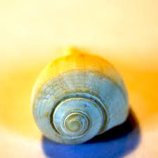 Attēlu rezultāti vaicājumam “Lymnaeidae”