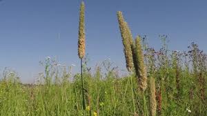 Attēlu rezultāti vaicājumam “Alopecurus pratensis fruit”