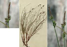 Attēlu rezultāti vaicājumam “Carex globularis”