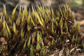 Attēlu rezultāti vaicājumam “Campylopus pyriformis”