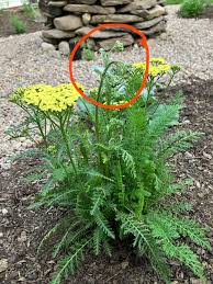 Image result for Achillea filipendulina