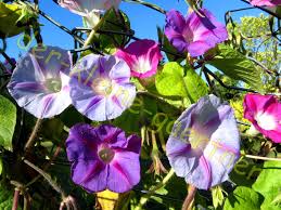 Image result for Prunkwinde