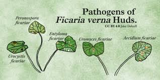 Attēlu rezultāti vaicājumam “Ficaria verna leaf”