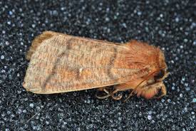 Attēlu rezultāti vaicājumam “Mythimna turca”