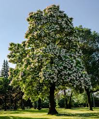 Attēlu rezultāti vaicājumam “Catalpa”