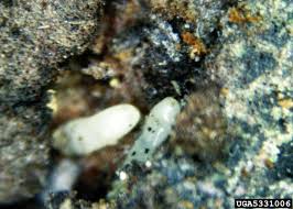 Attēlu rezultāti vaicājumam “Tetropium fuscum”