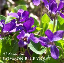 Attēlu rezultāti vaicājumam “Viola sororia flower”