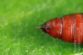 Attēlu rezultāti vaicājumam “Gelechia jakovlevi”